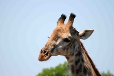 Head Of Immature Giraffe