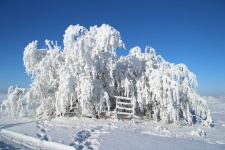 Hoar Frost Trees Gate