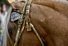 Horse Bridle Closeup