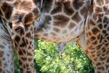 Identifiable Male Giraffe Belly