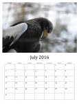 July 2016 Calendar Of Wild Birds