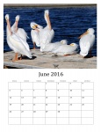 June 2016 Calendar Of Wild Birds
