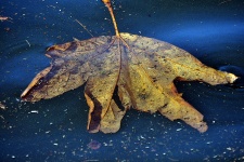 Leaf Floating In Water