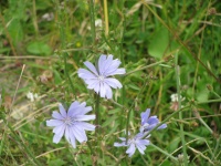 Light Blue Wild Flower