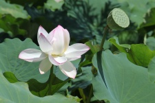 Lotus Flower In The Blossom