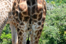 Male Giraffe Buttocks