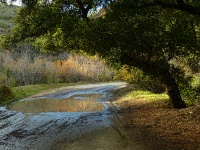 Meadow Road After Rainfall