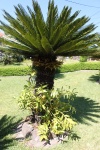 My Old Cycas Tree & Orchid Flower