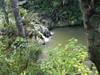 Natural Swimming Hole Bush NZ