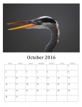 October 2016 Calendar Of Wild Birds