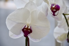 Orchids Closeup