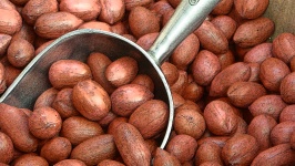 Oval Red Pecans