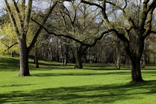 Park With Trees