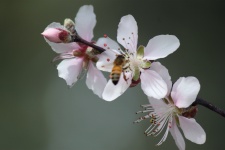 Peach Flower In Blossom