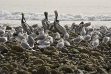 Pelicans And Gulls