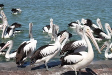 Pelicans Waiting To Be Fed