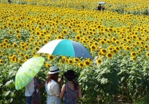 People In A Sunflower Field