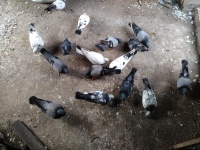 Pigeons Struggle For Eating.