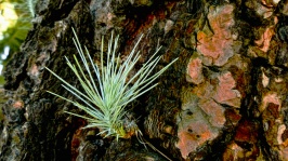 Pine Needle Sprout