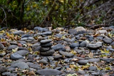 Rocks In The Forest