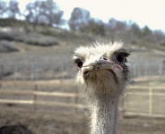 Sad Face Ostrich