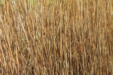 Reed Nature