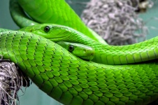 Green Mamba Snake