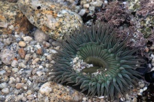 Sea Anemone In Water