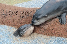 Seals In Love