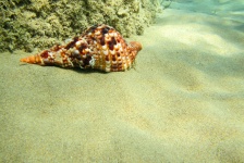 Seashell Underwater