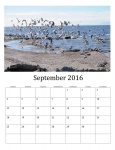 September 2016 Calendar Of Birds