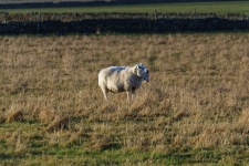 Sheep In A Field 2