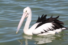 Single Pelican On The Sea