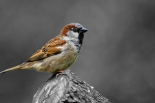 Sparrow On A Log