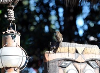 Sparrow On Totem Pole