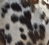 Speckled Pony Texture