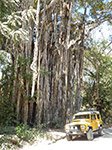 Strangler Fig And Yellow Land Rover