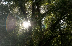 Sunburst Through The Trees