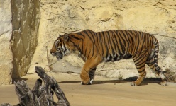 Tiger On Patrol