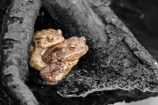 Toads Mating