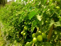 Tomatoes Garden