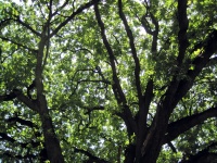 Translucent Leaves On Oak Tree