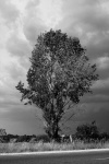 Tree And Clouds In Black And White