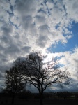 Tree And Glimmering Clouds