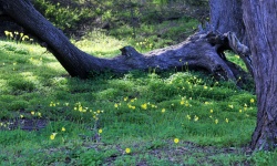 Tree Branch And Yellow Flowers