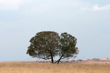 Tree In The Veld