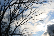 Tree Silhouette Against Bright Cloud