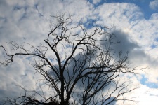 Tree Silhouette Against Clouds