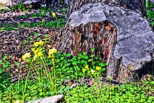 Tree Stump And Yellow Flowers