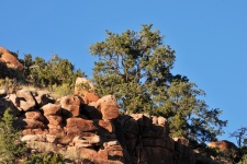 Trees And Red Rocks
